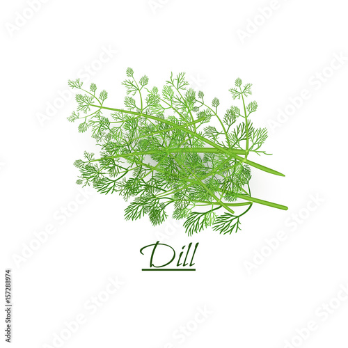 Fresh twigs of fresh tasty dill in a realistic style, isolated on a white background