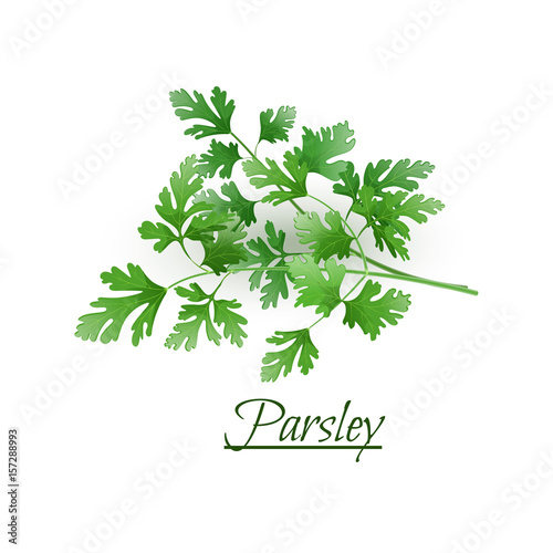 Sprigs of fresh delicious parsley in a realistic style, isolated on a white background