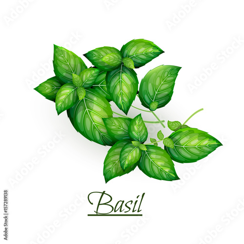 Sprigs of fresh delicious basil in realistic style