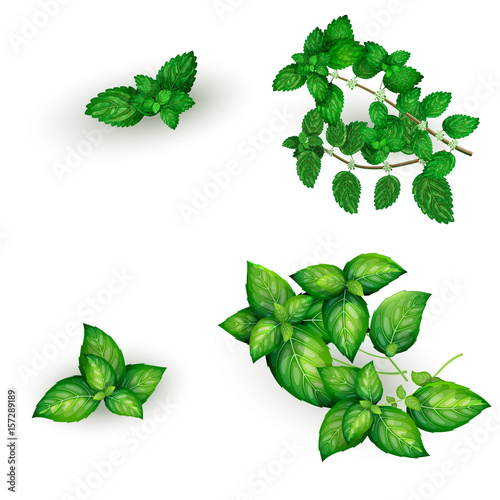 Set of basil and mint in realistic style