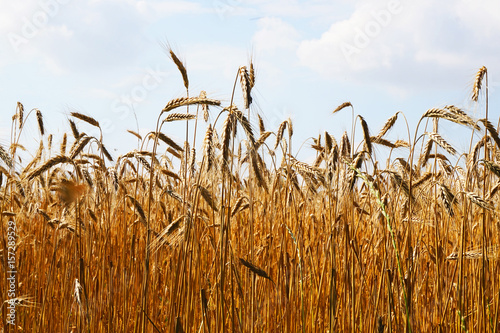 golden corn field