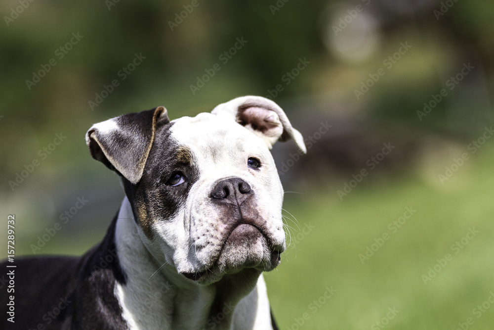 Bulldogge Achilles 4 months old while playing on a green meadow in sunlight! Bulldogge Achilles 4 months old while playing on a green meadow in sunlight!
