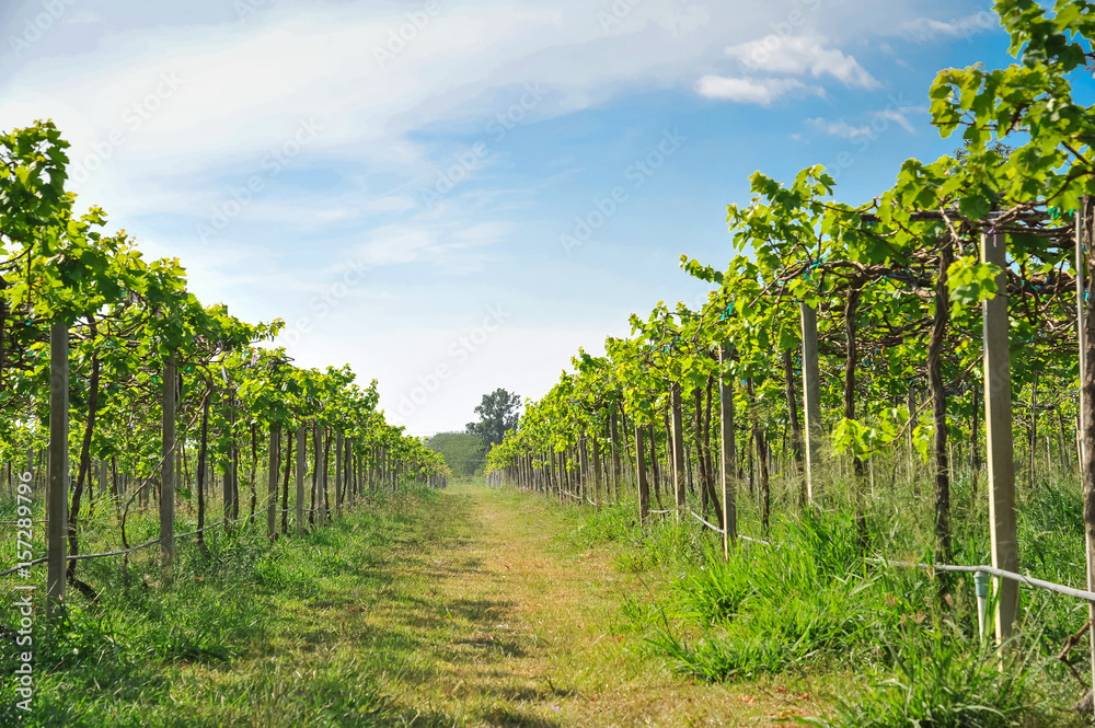 green vineyards in Thailand, Grape farm