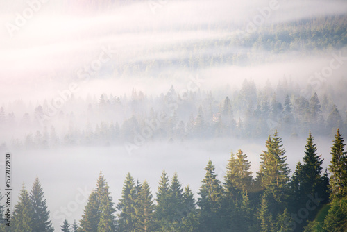 Fototapeta Naklejka Na Ścianę i Meble -  landscape with fog and spruce forest in the mountains
