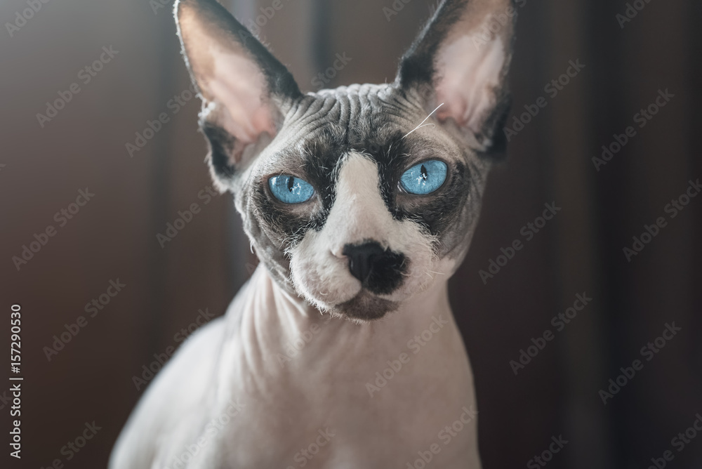 Canadian hairless sphinx cat sits in front of a window and looks to the camera. Dark curtains at the background Canadian hairless sphinx cat sits in front of a window and looks to the camera. Dark curtains at the background