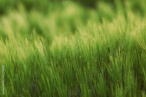 Green field blowing in the wind