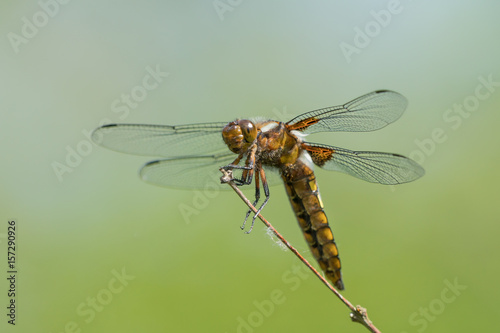 Broad bodied chaser or darter dragonfly on a dry on a dry stem with calm blurred background © JGade