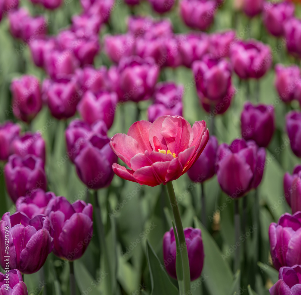 Pink bright tulip on a background of purple flowers Pink bright tulip on a background of purple flowers