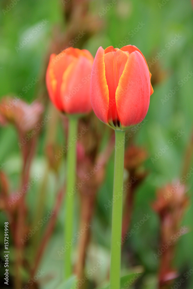 Fototapeta premium Wielobarwne tulipany na tle trawy w parku