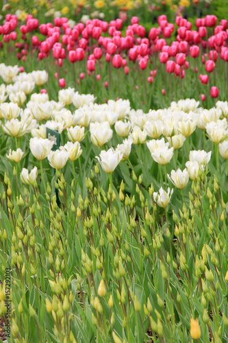 Multicolored tulips against the background of grass in the park