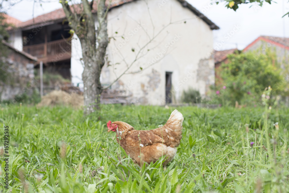 Fototapeta premium Hens