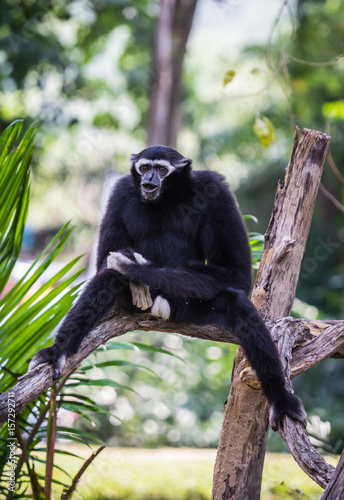 Gibbons live in zoos.
