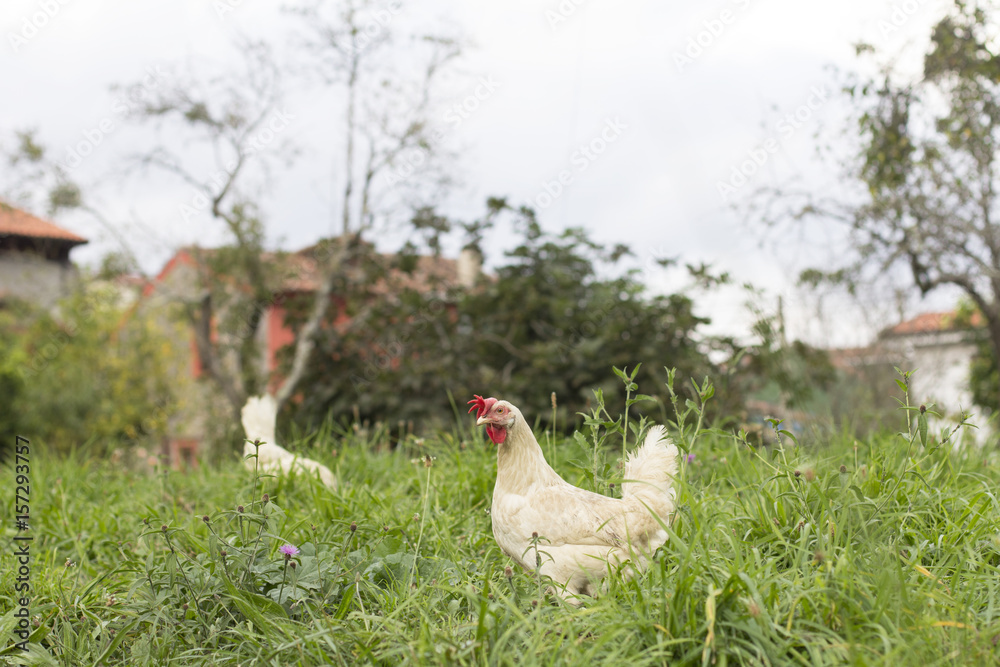 Fototapeta premium Hens