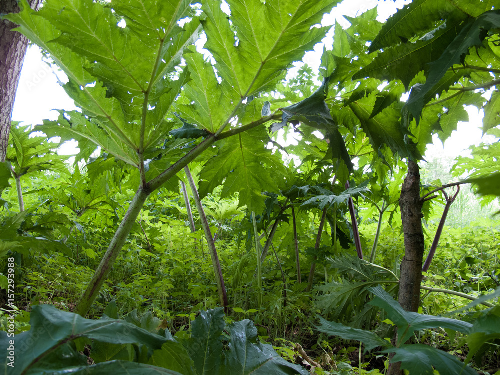 Obraz premium Grüne Riesenblätter