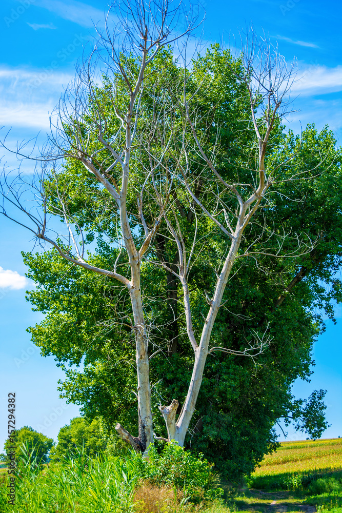 Fototapeta premium Photo of dry and living tree at summer