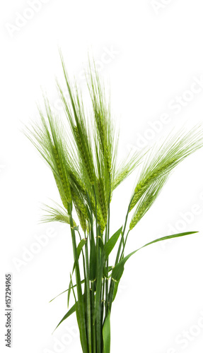 Green ears of wheat
