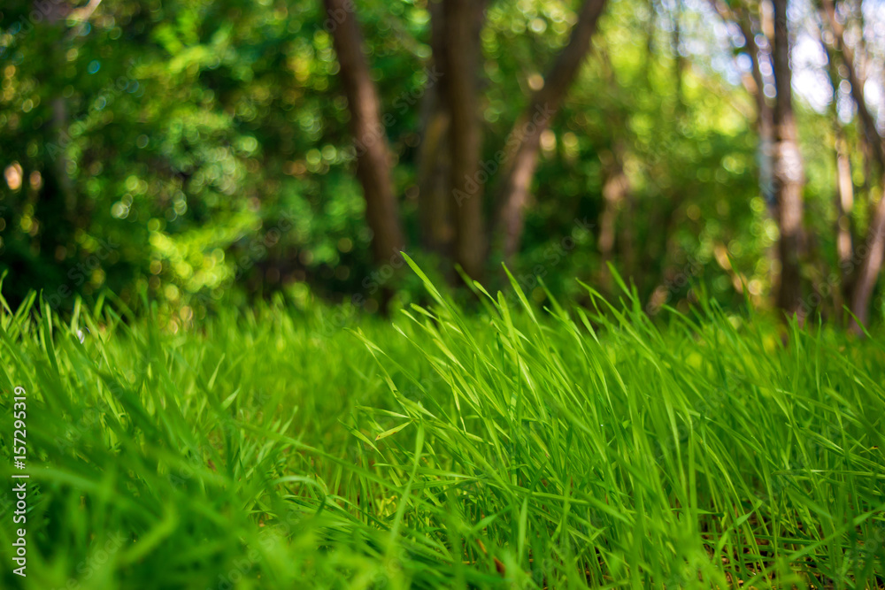 Photo of green grass on the trees background Photo of green grass on the trees background