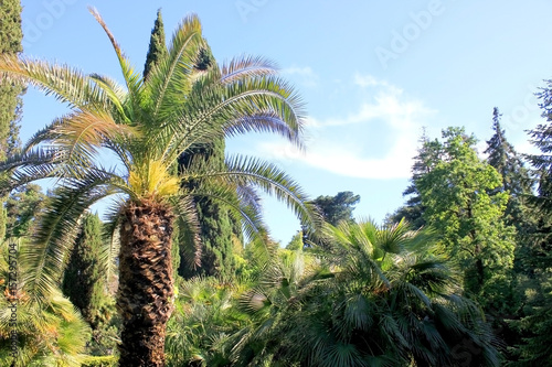 Green palm trees landscape