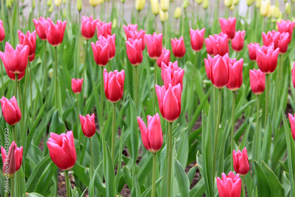 Multicolored tulips against the background of grass in the park Multicolored tulips against the background of grass in the park