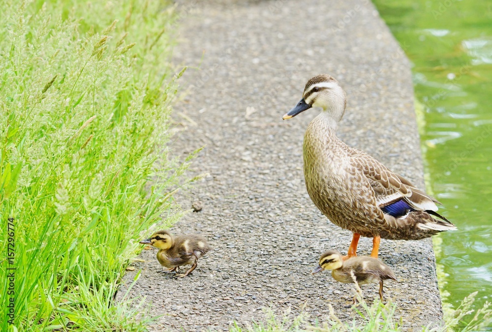 Fototapeta premium カルガモの親子