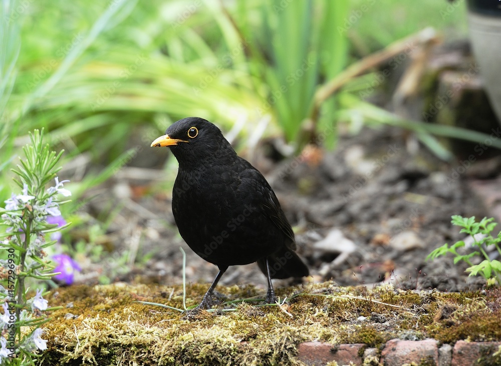 Obraz premium Common blackbird