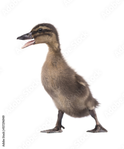 Grey cute duckling isolated on white background photo