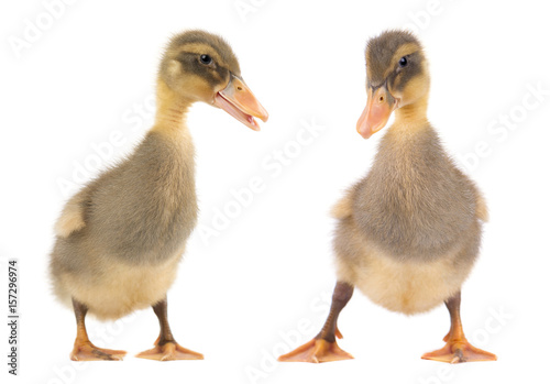 Two cute duckling isolated on white