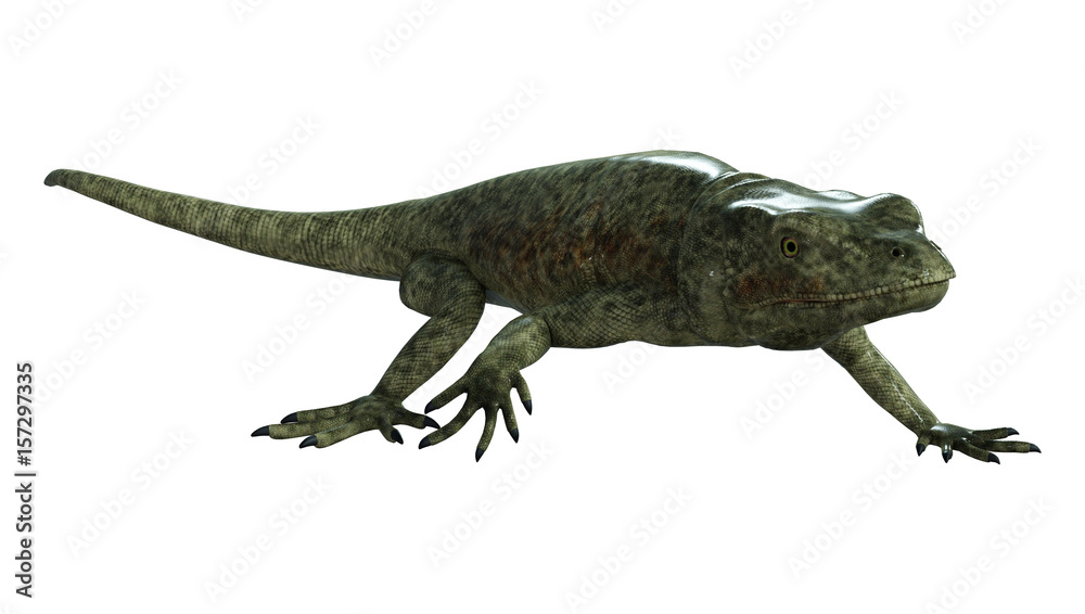 3D rendering chuckwalla on White 3D rendering chuckwalla on White