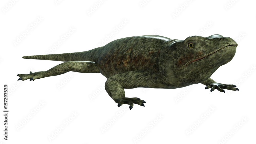 3D rendering of a green chuckwalla on White 3D rendering of a green chuckwalla on White
