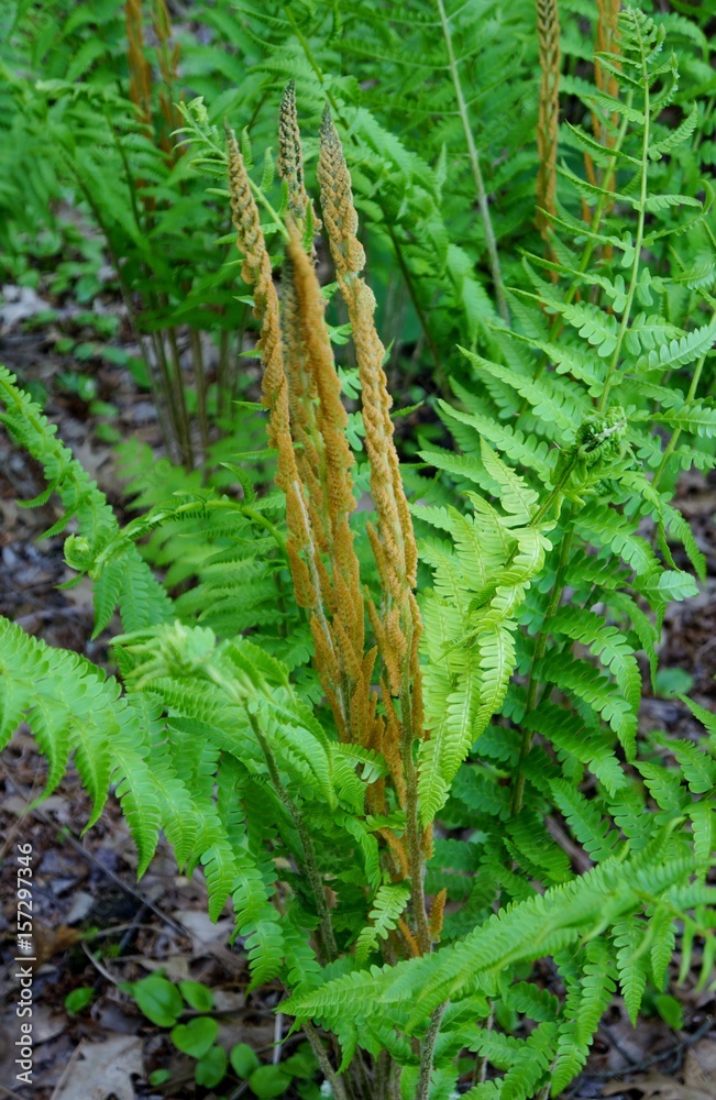 Naklejka premium Cinammon Fern