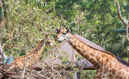 Photography Giraffes in the zoo