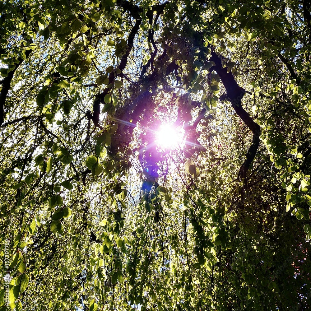 Obraz premium Sonnenschein