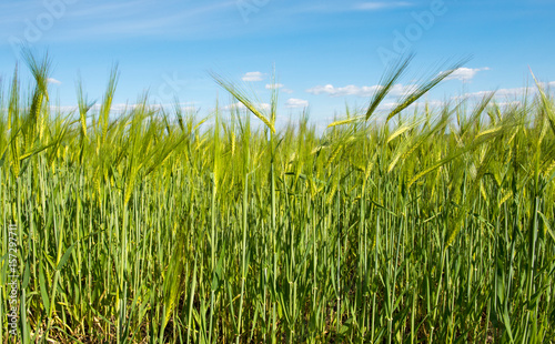 Field with green wheat against the blue sky
