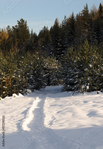 Winter snowpath in the forest photo