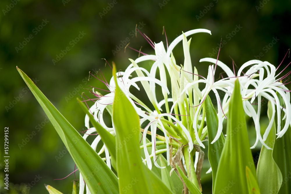 Obraz premium The light green pollen has a natural backdrop.