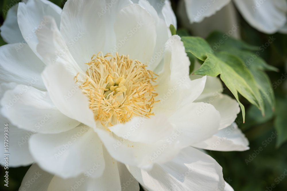 White Peony