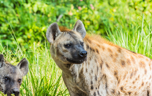 Awesome wildlife hyenas 