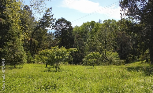 Grove near green meadow