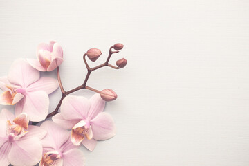 Plexiglas schilderij Spa Wellness stilleven met witte orchidee  © gitusik