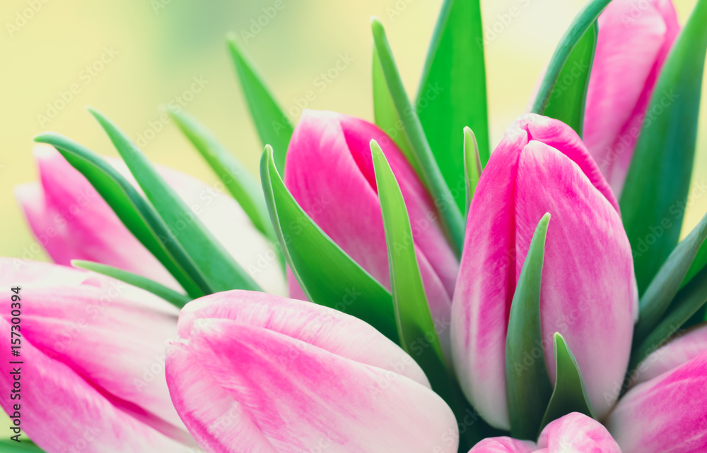 Spring flowers. Tulip bouquet on the bokeh background.