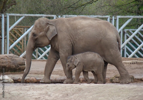 Mother and baby elephant walking