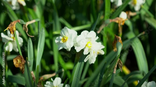 Beautiful white narcissus closeup on the meadow, macro photo