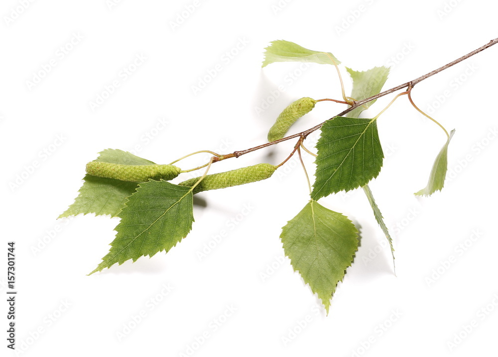 Obraz premium Brzozy drzewa bazii gałązka, betula pendula ament łodyga, młodzi wiosna liście, odizolowywający na bielu