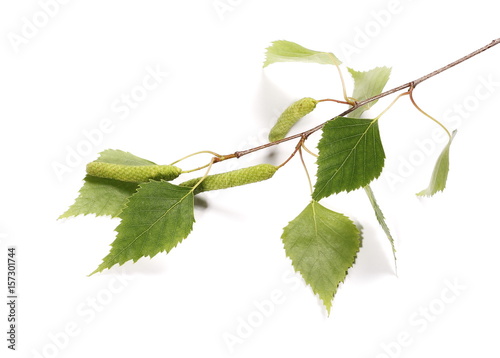 Birch tree catkin twig, betula pendula ament stem, young spring  leaves, isolated on white