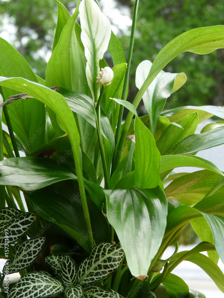 GREEN PLANTS GREEN PLANTS