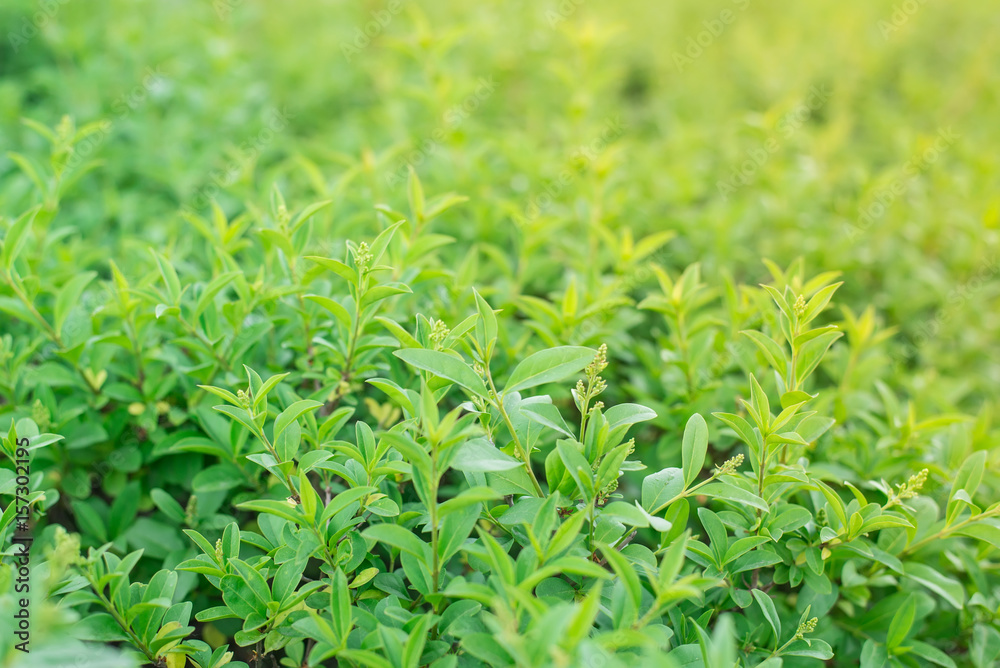 Green bush leaves on the message frame, background, texture. Horizontal Frame Green bush leaves on the message frame, background, texture. Horizontal Frame
