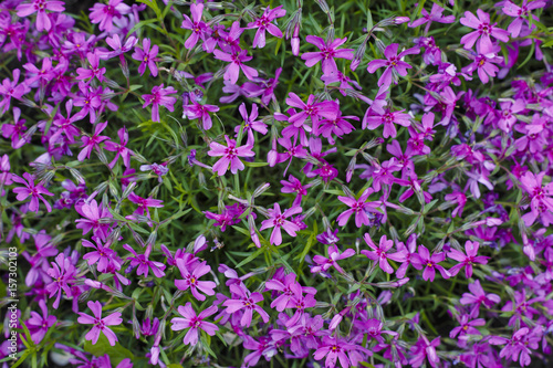 Background of lilac phlox