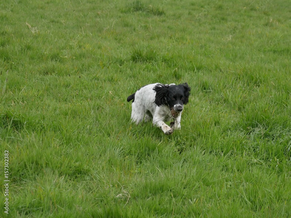 Fototapeta premium Springer spaniel running in the countryside