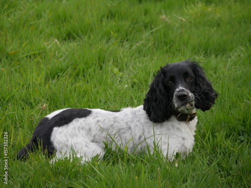 Obraz na płótnie Spaniel lying in the grass