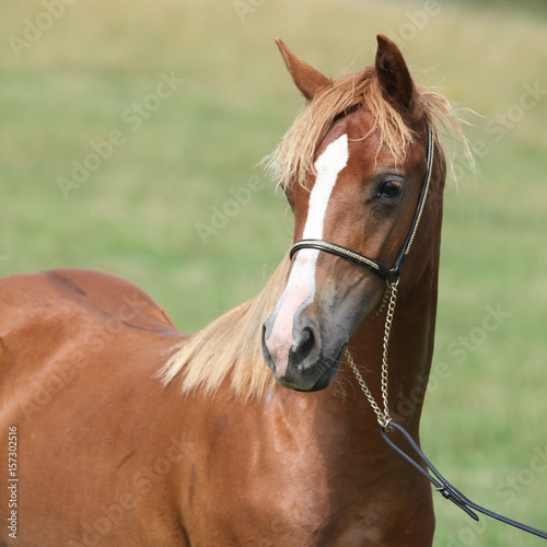 Beautiful welsh pony on pasturage